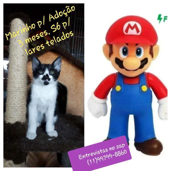 Gato ra a Srd idade 2 a 6 meses nome Marinho