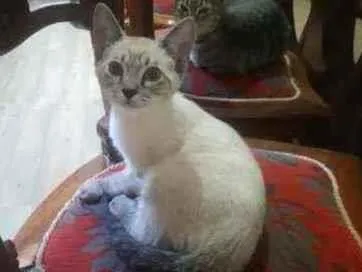 Gato ra a srd idade Abaixo de 2 meses nome neve e dendê