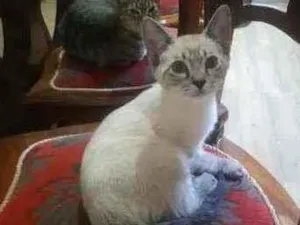 Gato raça srd idade Abaixo de 2 meses nome neve e dendê