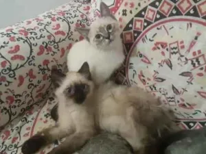 Gato raça srd idade Abaixo de 2 meses nome neve e siames