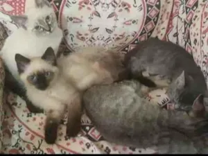 Gato raça srd idade Abaixo de 2 meses nome neve siames tigre