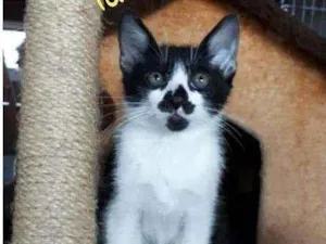 Gato raça Srd idade 2 a 6 meses nome Marinho