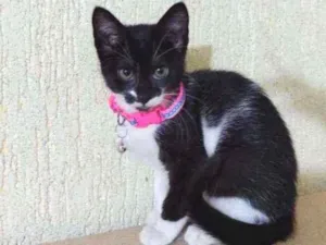 Gato raça SRD  idade Abaixo de 2 meses nome Manu