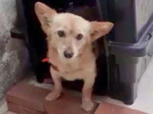 Cachorro raça SRD  idade 3 anos nome Pietro 