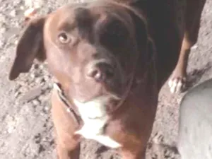 Cachorro raça Srd idade 3 anos nome Princesa