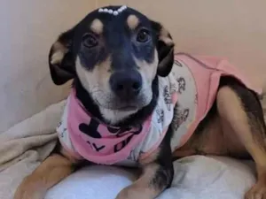 Cachorro raça SRD idade 7 a 11 meses nome Princesa