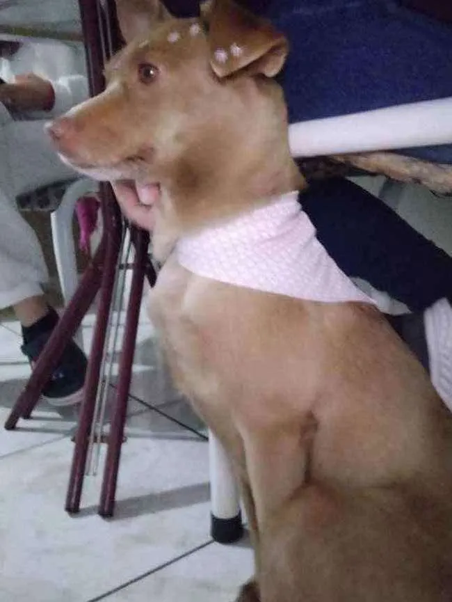 Cachorro ra a Vira lata idade 3 anos nome Kedi