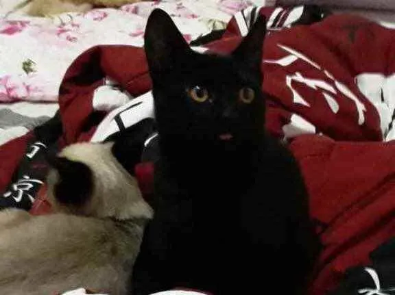 Gato raça Srd idade 2 a 6 meses nome Nino