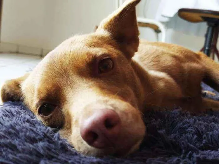 Cachorro ra a Vira lata idade 3 anos nome Kedi