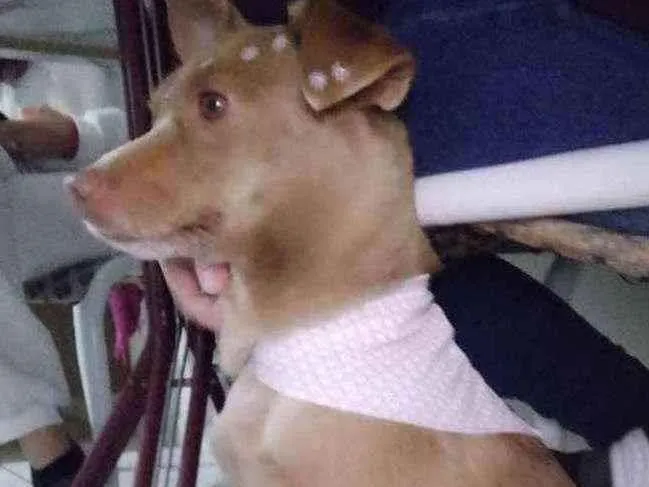 Cachorro ra a Vira lata idade 3 anos nome Kedi