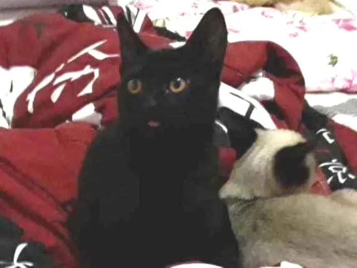 Gato raça Srd idade 2 a 6 meses nome Nino