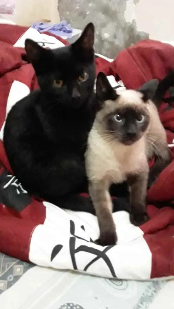 Gato raça Srd idade 2 a 6 meses nome Dudu