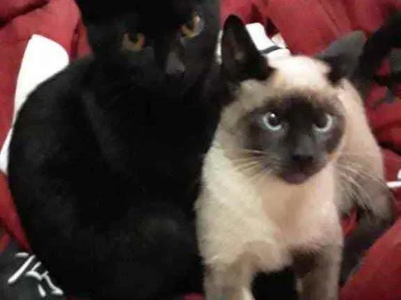 Gato raça Srd idade 2 a 6 meses nome Dudu