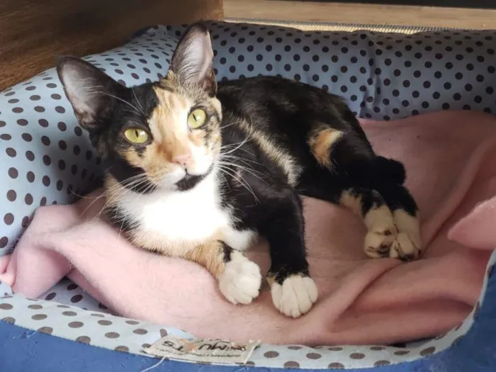 Gato raça SRD-ViraLata idade 2 anos nome Mirela 