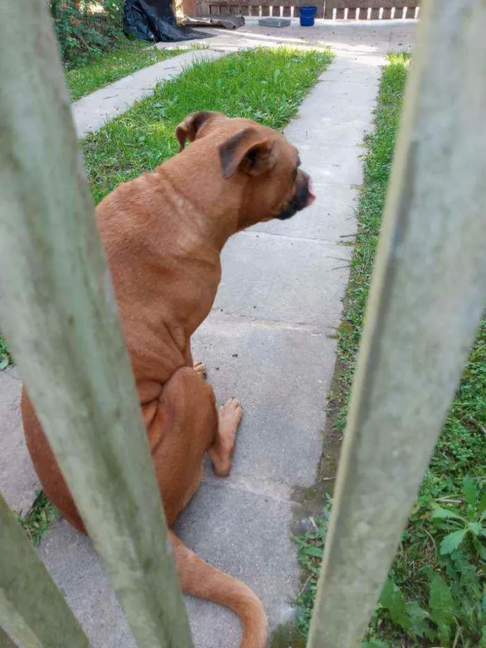 Cachorro ra a Mestiça de Boxer idade 4 anos nome Boxer