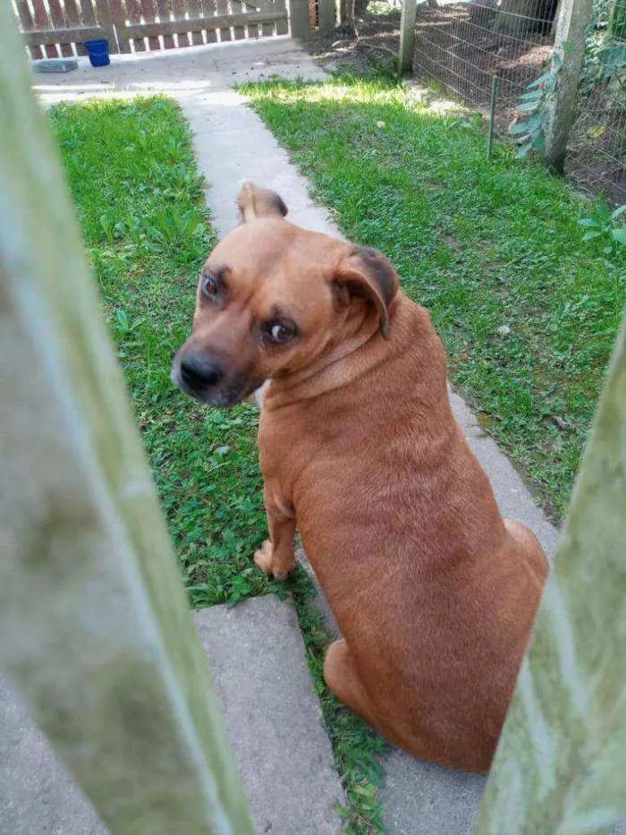 Cachorro ra a Mestiça de Boxer idade 4 anos nome Boxer