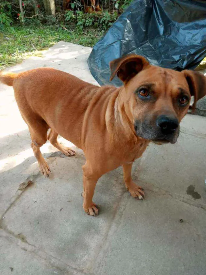 Cachorro ra a Mestiça de Boxer idade 4 anos nome Boxer