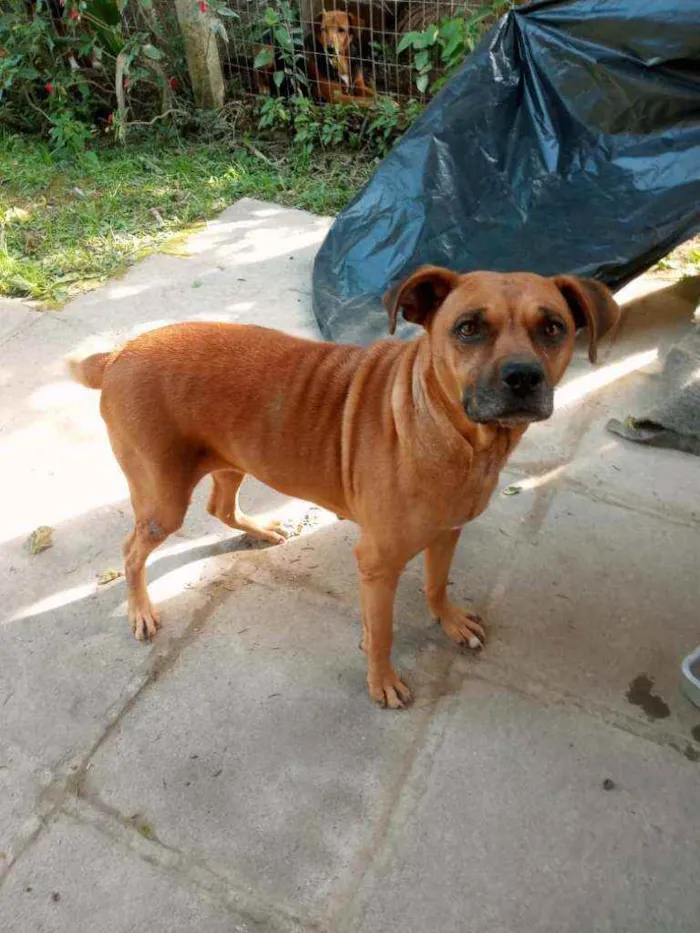 Cachorro ra a Mestiça de Boxer idade 4 anos nome Boxer