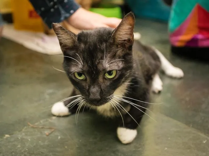 Gato raça SRD-ViraLata idade 2 anos nome Eugene Choi