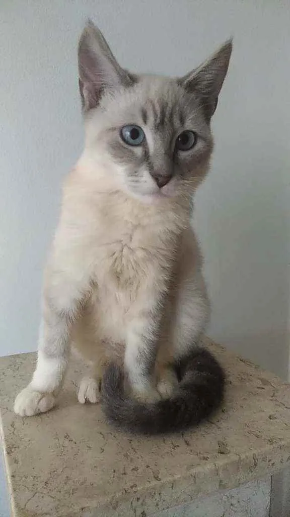 Gato raça Srd idade 2 a 6 meses nome Henry