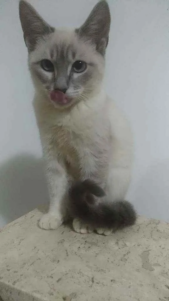 Gato raça Srd idade 2 a 6 meses nome Henry