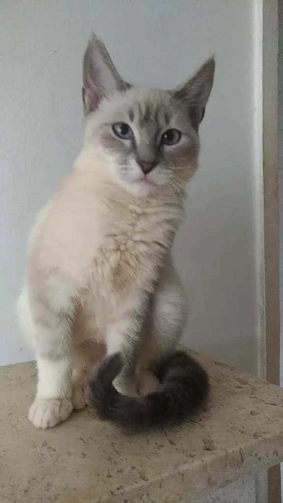 Gato raça Srd idade 2 a 6 meses nome Henry