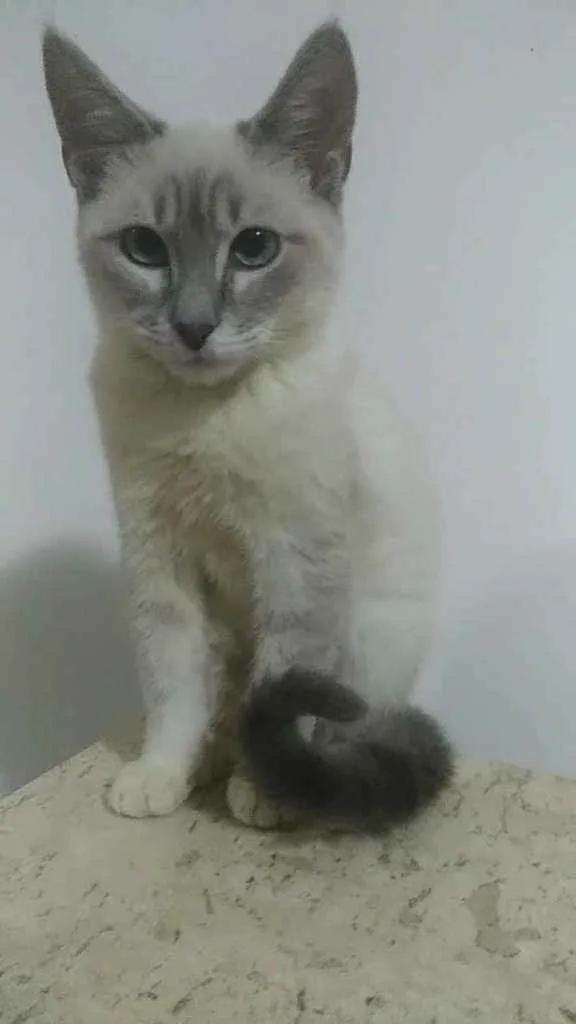 Gato raça Srd idade 2 a 6 meses nome Henry