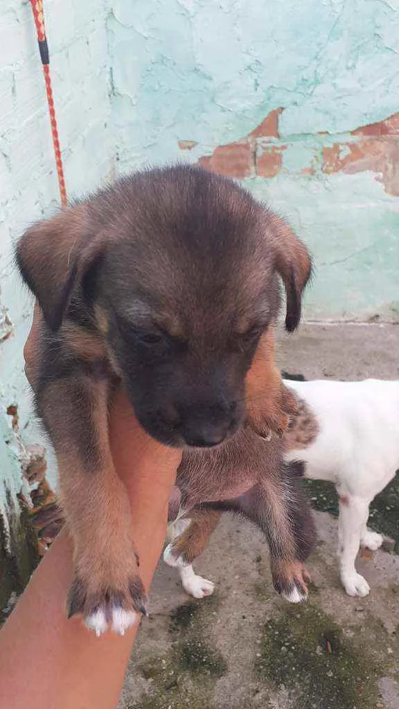 Cachorro ra a Misturados  idade Abaixo de 2 meses nome Ainda não tem nome