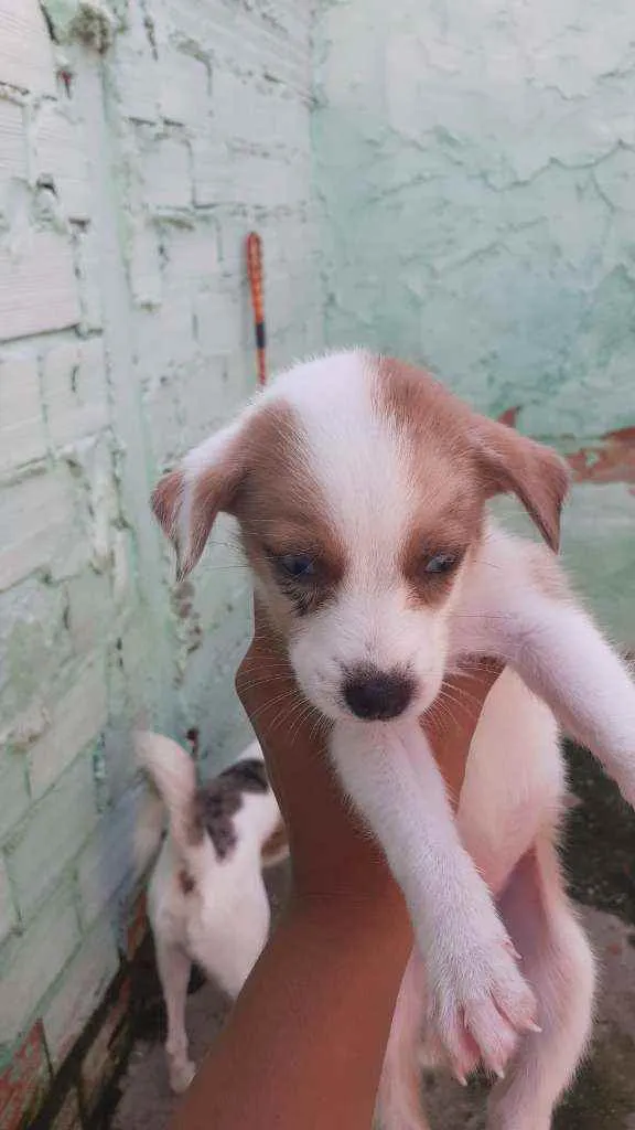 Cachorro ra a Misturados  idade Abaixo de 2 meses nome Ainda não tem nome