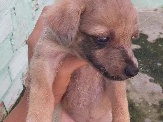 Cachorro ra a Misturados  idade Abaixo de 2 meses nome Ainda não tem nome