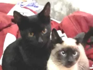 Gato raça Srd idade 2 a 6 meses nome Dudu