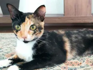 Gato raça SRD-ViraLata idade 2 anos nome Mirela 