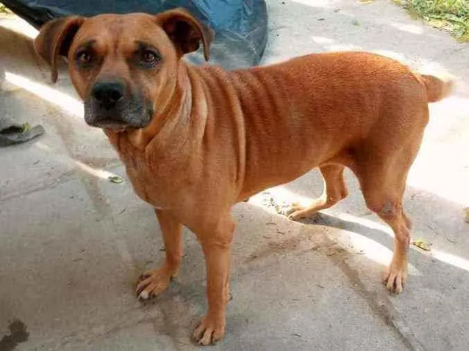 Cachorro ra a Mestiça de Boxer idade 4 anos nome Boxer