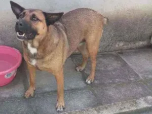 Cachorro raça SRD idade 4 anos nome Mel