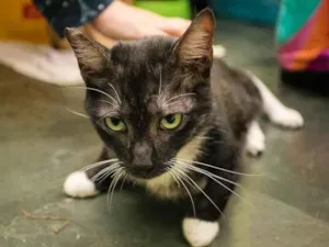 Gato raça SRD-ViraLata idade 2 anos nome Eugene Choi