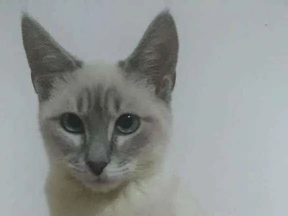 Gato raça Srd idade 2 a 6 meses nome Henry