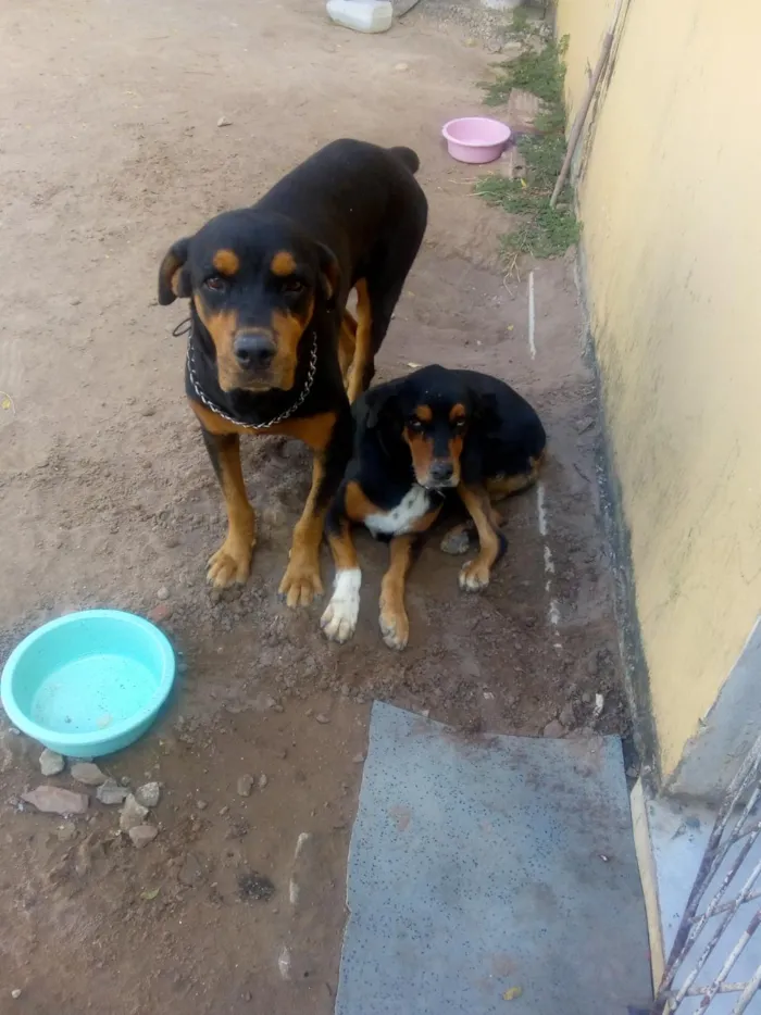 Cachorro raça Rottweiler idade 3 anos nome Nani