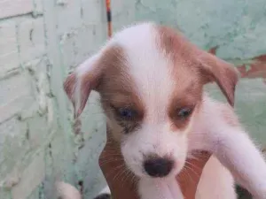 Cachorro raça Misturados  idade Abaixo de 2 meses nome Ainda não tem nome