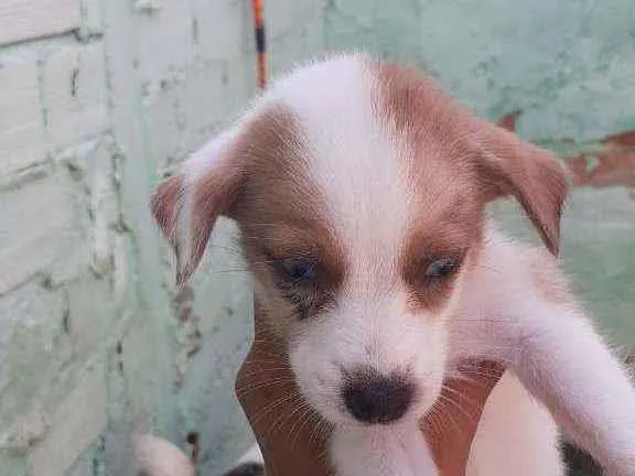 Cachorro ra a Misturados  idade Abaixo de 2 meses nome Ainda não tem nome