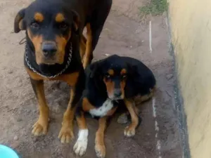 Cachorro raça Rottweiler idade 3 anos nome Nani