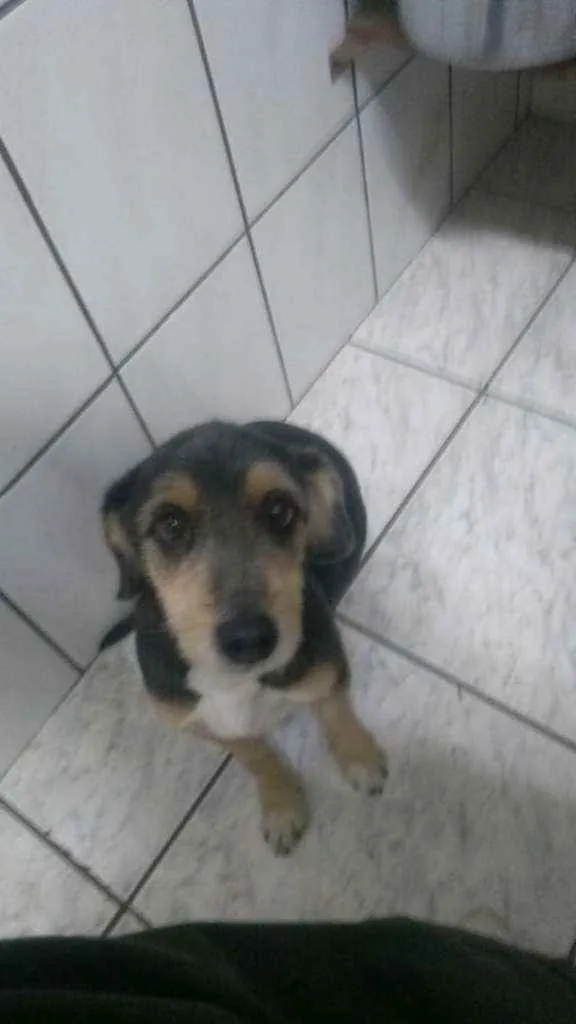Cachorro raça Vira lata idade 6 ou mais anos nome Menina