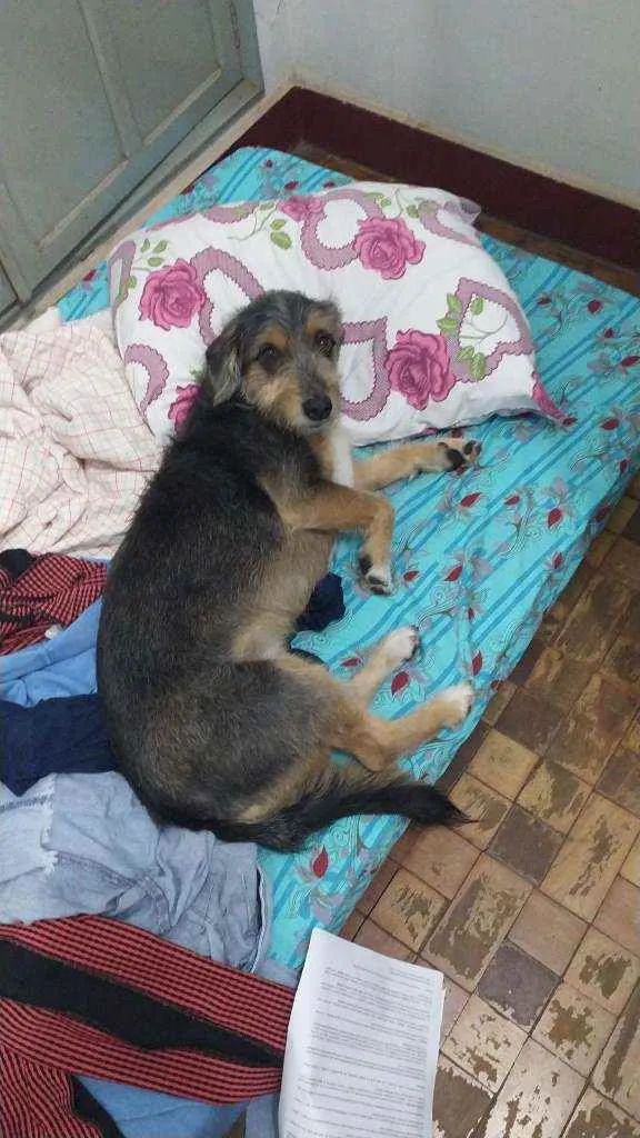 Cachorro raça Vira lata idade 6 ou mais anos nome Menina