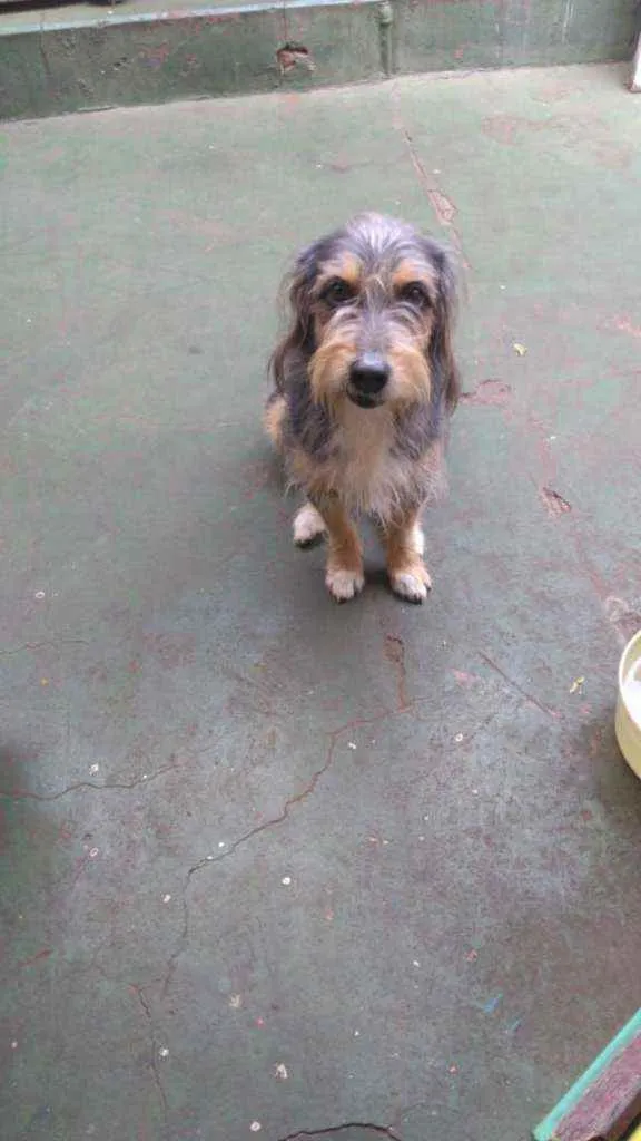 Cachorro raça Vira lata idade 6 ou mais anos nome Menina