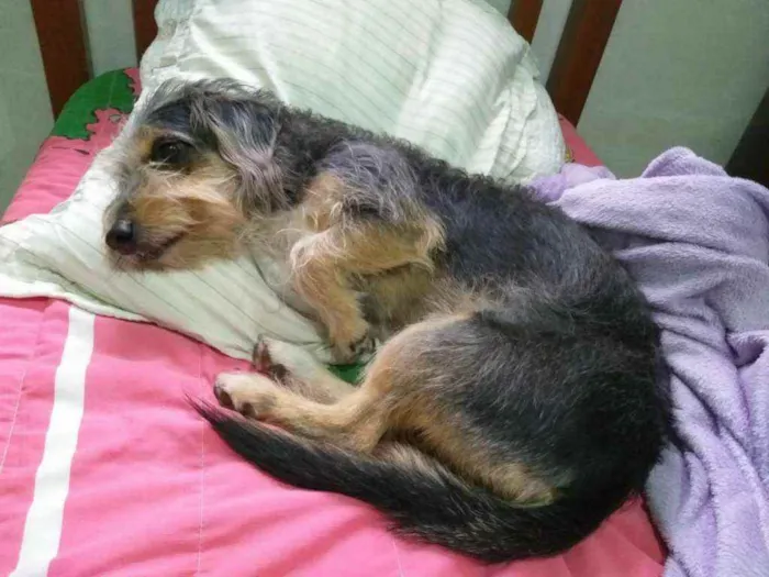 Cachorro raça Vira lata idade 6 ou mais anos nome Menina