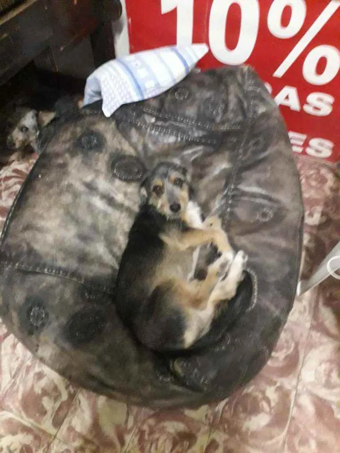 Cachorro raça Vira lata idade 6 ou mais anos nome Menina