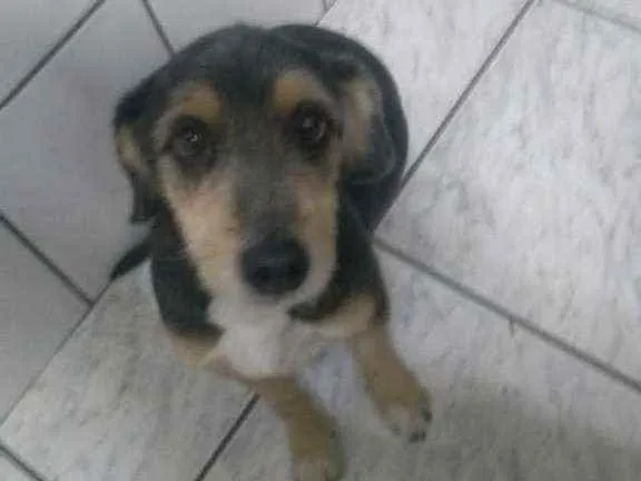 Cachorro raça Vira lata idade 6 ou mais anos nome Menina