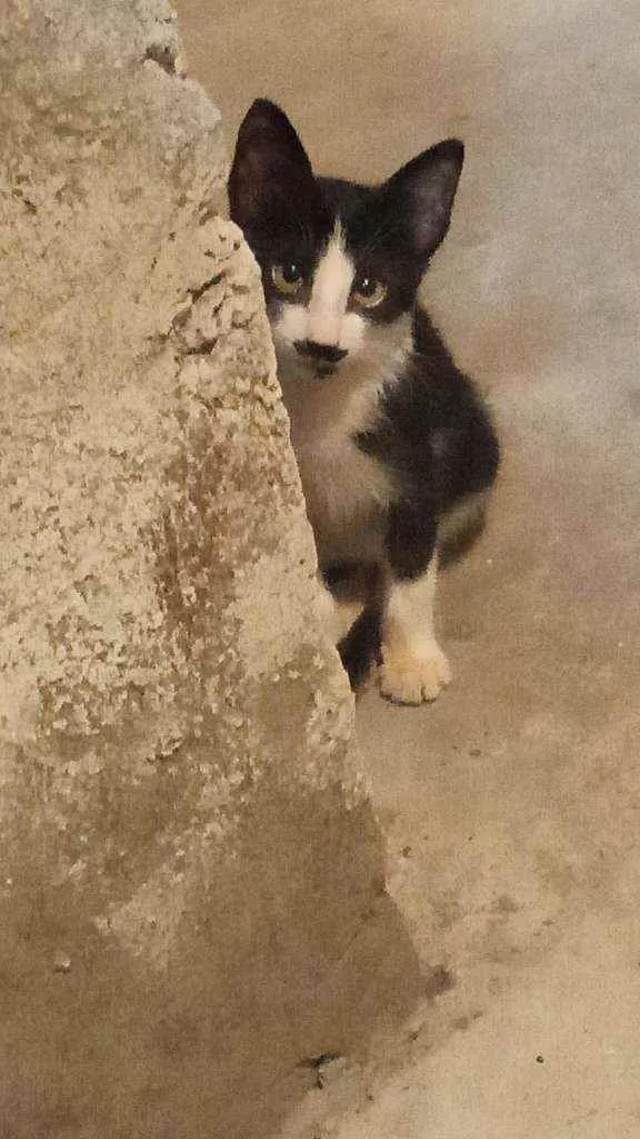 Gato ra a Vira-lata  idade Abaixo de 2 meses nome Lua 