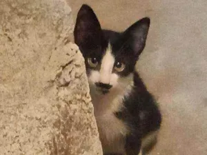 Gato raça Vira-lata  idade Abaixo de 2 meses nome Lua 