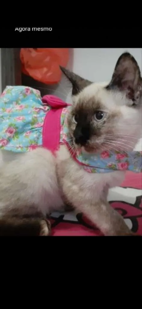 Gato raça siamesa idade 2 a 6 meses nome Ricota