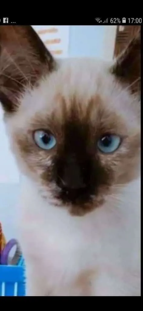 Gato raça siamesa idade 2 a 6 meses nome Ricota